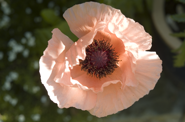 L1001394